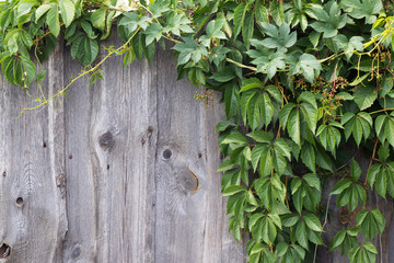 Old wooden fence covered with wild grapes.
