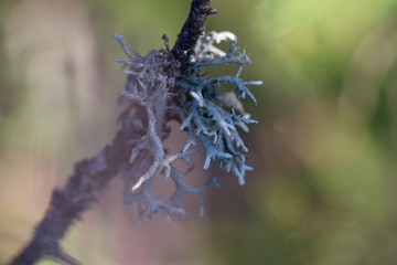 Lichen on tree