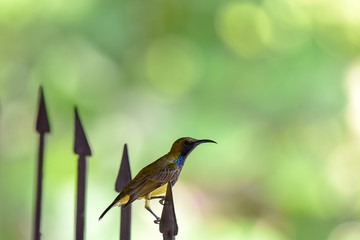 Sunbird on arrow fence with blurred nature background.