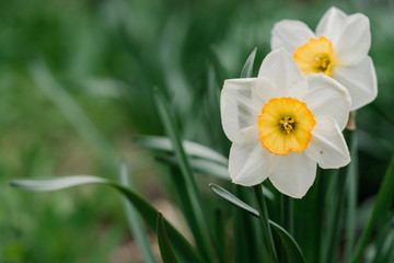 Narcissus flower. Narcissus daffodil flowers and green leaves background nice butterfly