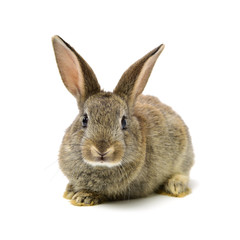 Obraz premium rabbit on a white background 