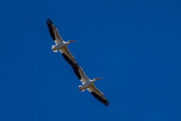 America, American White Pelican (Pelecanus erythrorhynchos), Florida