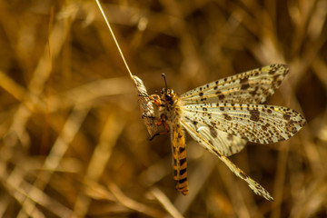 Ant Lion (Palperes hispanus)