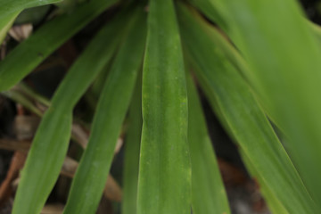 green leaf with water drops