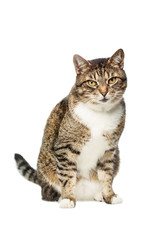 Fototapeta premium Pet Tabby Cat looking in camera on white background
