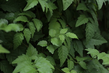 Leaves