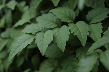 Leaves