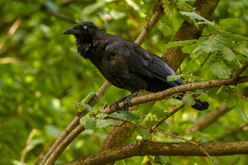 Australia, Australian Raven (Corvus coronoides)