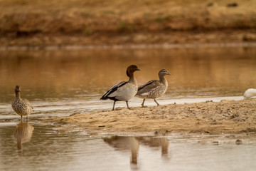 Australian Wood Duck (Chenonetta jubata)