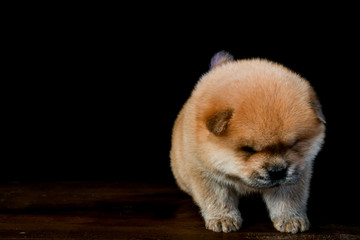 Obraz premium Chow Chow puppies on a wooden table in a black background