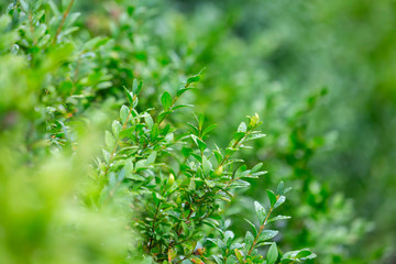 Evergreen ornamental shrub close-up. Abstract background with lush greenery.