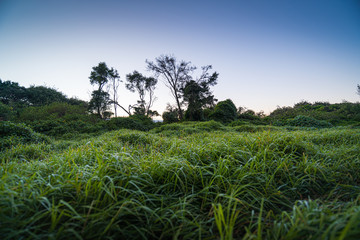 Grass in the wild