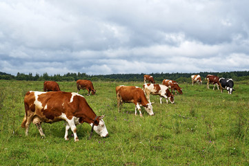 Group of dairy cows grazing on a meadow. Summer day, cloudy sky