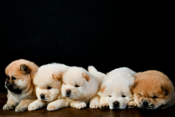 Chow Chow puppies on a wooden table in a black background