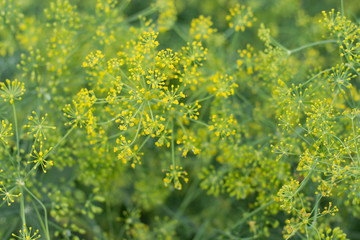 Yellow flowers of dill Anethum graveolens in the sunshine. Close up.