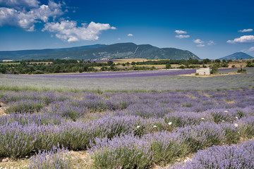 Fototapeta premium Lavender field Provence France Sault