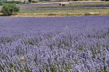 Naklejka na ściany i meble Lavender field Provence France colorfull purple