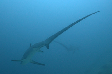 Two Rare Thresher Sharks showing off their long tail fin (caudal fin) in Malapascua, Philippines