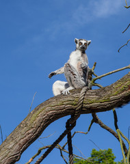 Madagascar lemur sitting on the tree © Dmitry