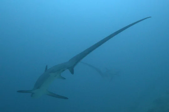 44 Best Thresher Shark Images Stock Photos Vectors Adobe Stock