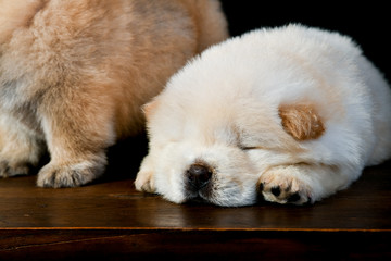 Chow Chow puppies on a wooden table in a black background