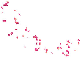 Red rose petals fly in a circle. The center free space for Your photos or text