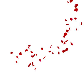 Red rose petals fly in a circle. The center free space for Your photos or text