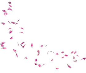 Tulip petals fly in a circle. The center free space for Your photos or text