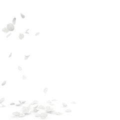 Rose white petals fly and fall to the floor
