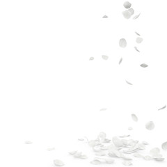 Rose white petals fly and fall to the floor