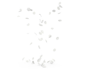 Rose white petals fly and fall to the floor