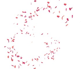 Red rose petals fly in the air
