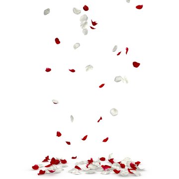 Red and white rose petals fall to the floor