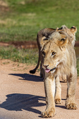 Safari
