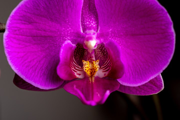 Moth Orchid Macro