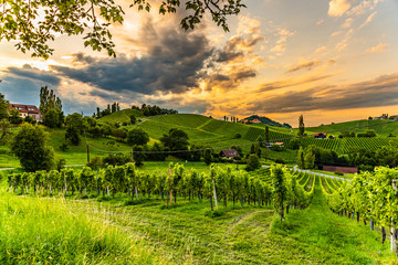 Fototapeta premium Grape hills and mountains view from wine street in Styria, Austria ( Sulztal Weinstrasse ) in summer.