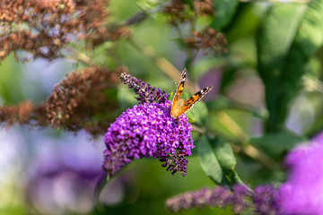 butterfly on a flower