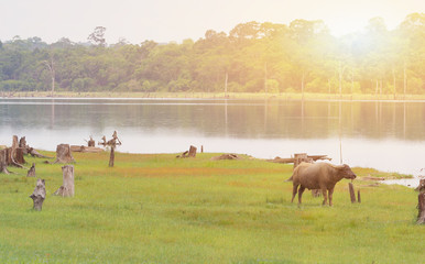 Picture of Landland scape the way of eating grass of buffalo.