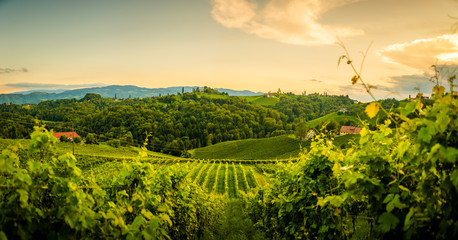 Grape hills and mountains view from wine street in Styria, Austria ( Sulztal Weinstrasse ) in summer. - obrazy, fototapety, plakaty