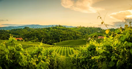 Gordijnen Grape hills and mountains view from wine street in Styria, Austria ( Sulztal Weinstrasse ) in summer. © Przemyslaw Iciak