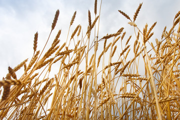 spikelets of wheat against the sky as a harvest