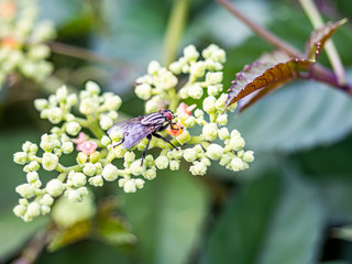 Sarcophaga fly on cayratia bushkiller flowers 1