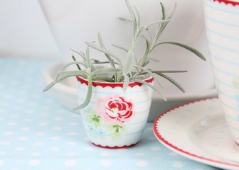 Plant in a small cup 
