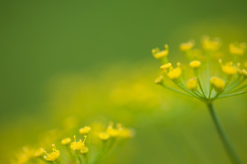 Close-up of a Dill herb