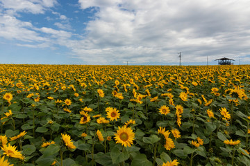 ヒマワリ畑　北海道