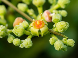 macro cluster of cayratia japonica flowers 3