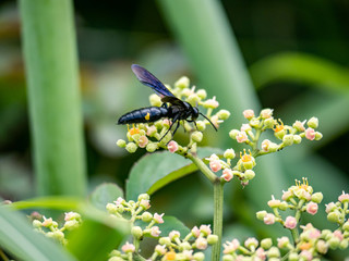 scolia oculata on cayratia japonica flowers 7