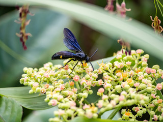 scolia oculata on cayratia japonica flowers 11