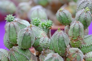 Fototapeta premium A group of cactus flower growing in a pot with green area background 