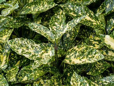 spotted laurel aucuba leaves in a Japanese garden